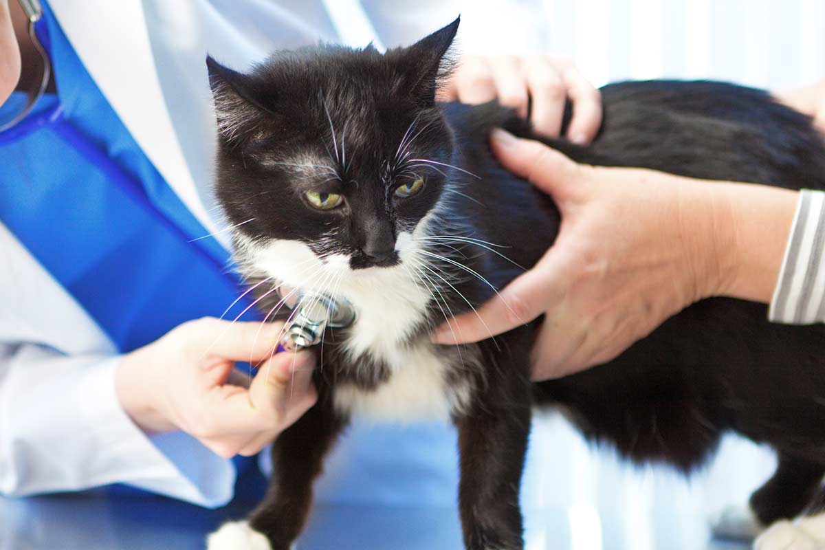 A cat being treated by veterinary staff
