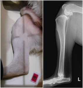 Medial to Lateral Radiograph
